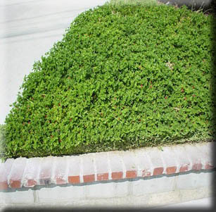 Fire-wise Ground Covers